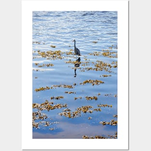 Heron fishing on the River Tweed Posters and Art